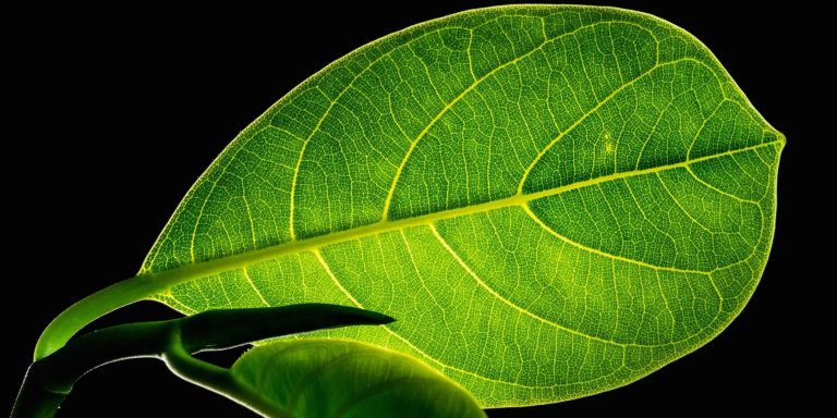 We Who Would Live the True Life of Nature